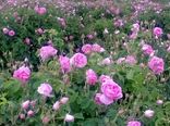 آغاز برداشت گل محمدی از ۱۲۵ هکتار ازباغات آران وبیدگل