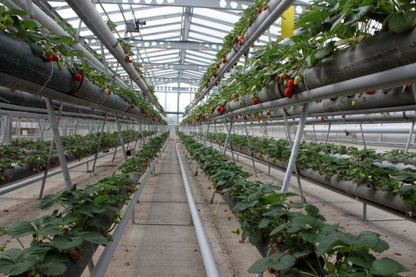  توسعه ۴۲ هکتاری مساحت گلخانه‌های آذربایجان غربی در دستور کار است