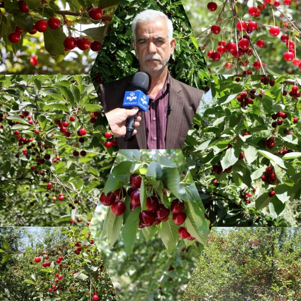 تولید بالغ بر 7 هزار و 800 تن گیلاس و آلبالو در استان لرستان