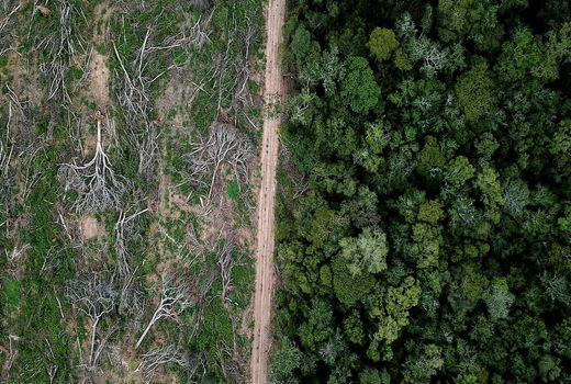 چرا مبارزه با جنگل‌زدایی در برزیل دشوار است؟