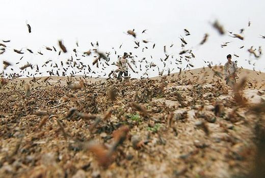هشدار به کشاورزان برای هجوم ملخ صحرایی