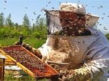 ناکامی زنبورداران اصفهانی در تولید عسل