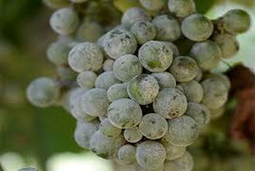 چرا تاک‌داران خراسان شمالی انگیزه‌ای برای مبارزه با سفیدک انگور ندارند