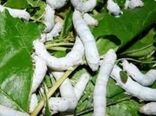 توزیع بیش از ۲۶۸ جعبه تخم نوغان در رضوانشهر