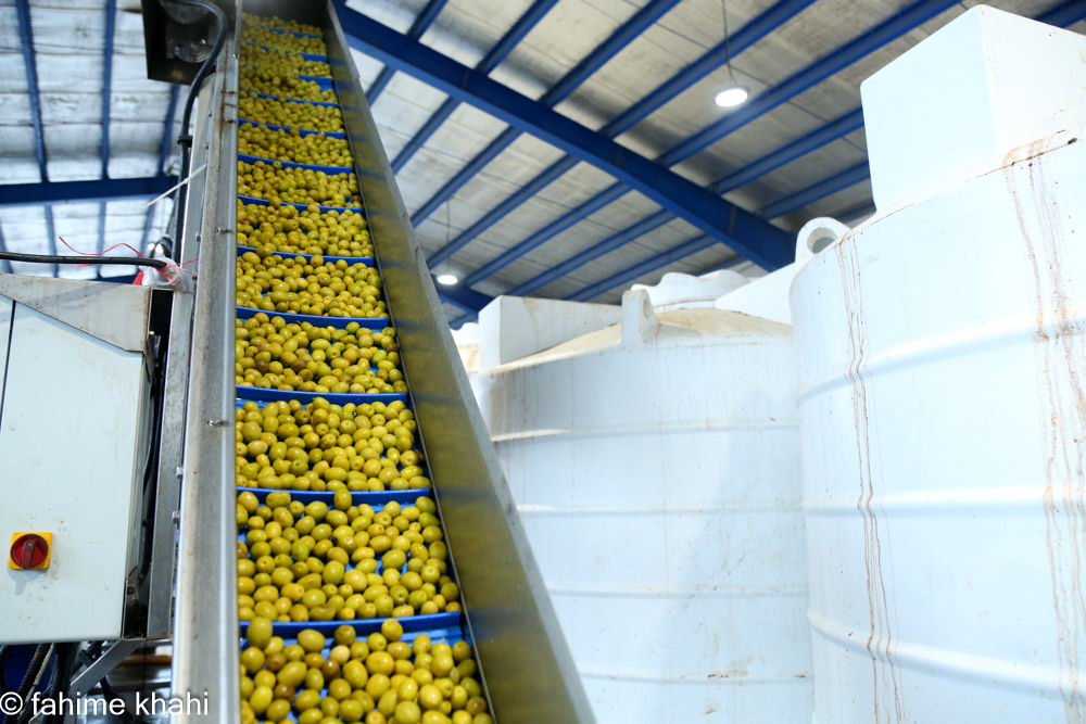 از لمس شاخه تا عصاره ی نور  