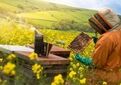 زنبورعسل ۹۰ برابر ارزش عسل، در تولیدات کشاورزی نقش دارد