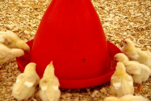 جوجه ریزی دو میلیونی در مرغداری های نکا