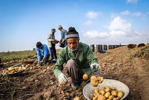 انجام مقدمات ساخت دو کارخانه فرآوری سیب زمینی در چادگان