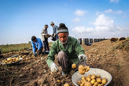انجام مقدمات ساخت دو کارخانه فرآوری سیب زمینی در چادگان