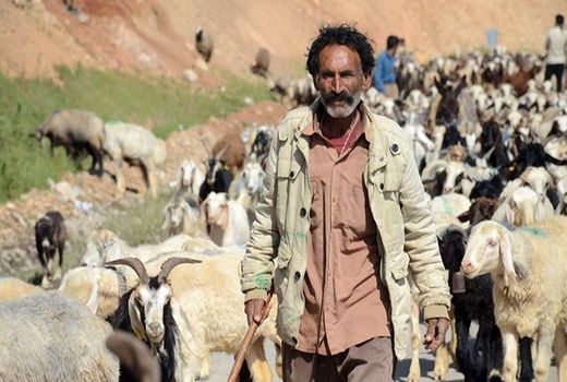 خرید بیش از یک‌هزار راس دام مازاد عشایر در چهارمحال و بختیاری