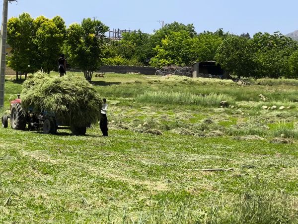 افزایش چهار برابری تولید جو علوفهای در بیضا