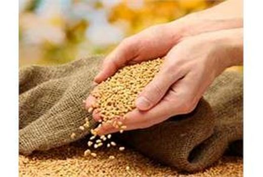 تخصیص 196 تن بذر گندم به کشاورزان میاندورود/ پیش‌بینی کشت در 3000 هکتار از مزارع