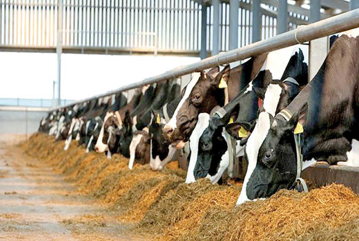 توانمندسازی مهارتی دامداران در حمیدیه