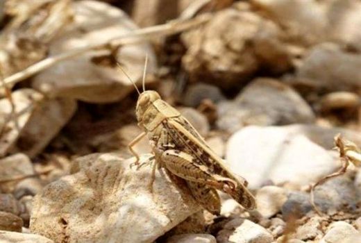 دیده‌بانی ملخ صحرایی در بیش از ۱۰ هزار هکتار از اراضی آبادان 