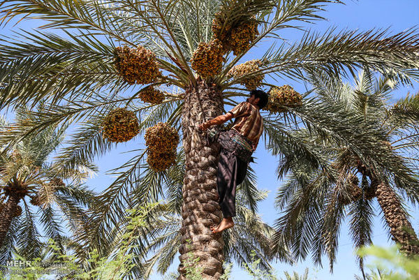 عواید میلیاردی نصیب خرماکاران نهبندان