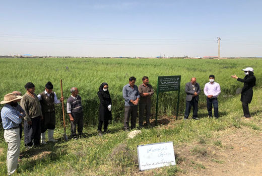 برگزاری بازدید ترویجی از مزارع نمایشی کلزا در شهرستان بناب