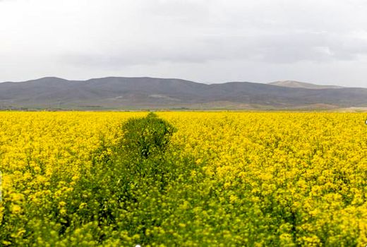 خرید کلزا در شیروان ۵۸ درصد افزایش یافت