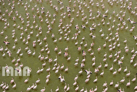 فلامینگوهای پارک ملی امبوسلی در کنیا