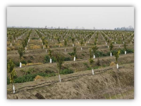 522 هکتار اراضی کشاورزی بابلسر به سیستم آبیاری کم فشار مجهز شد