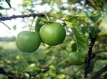 آغاز برداشت گردو از باغات سربیشه