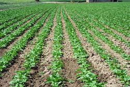 کشت محصولات پاییزه در بیش از 46 هزار هکتار از مزارع بهبهان