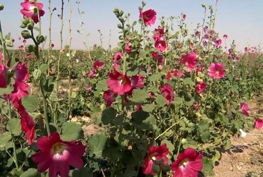 اختصاص ۵۰۰ هکتار از اراضی به کشت گیاهان دارویی