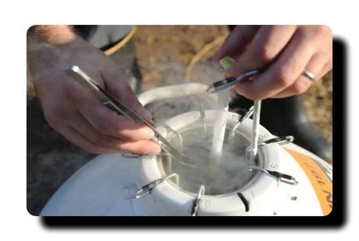 افزایش تولید شیر و کیفیت گوشت در خوزستان با فعالیت مرکز تولیدمواد ژنی دام