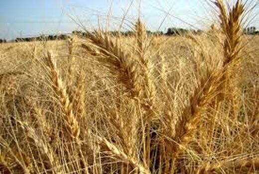 تغییر در شیوه نامه کشت قراردادی گندم