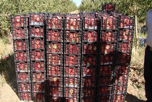 تولید 26 هزار تن محصولات باغی در آباده