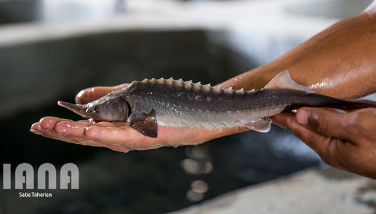 مروارید سیاه در دل کویر