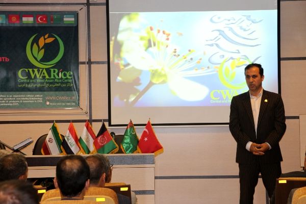 تکیه بر روش سنتی اصلاحی در برنج کارساز نیست