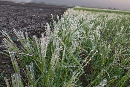 خسارت 958 میلیارد ریالی یخبندان به کشاورزی خرم بید