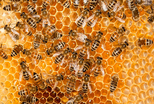 ایستگاه‌های تولید ملکه زنبور عسل در استان بوشهر افزایش می‌یابد