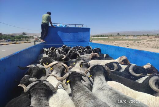 صادرات ۶۴ هزار رأس دام زنده از فسا به ۱۱ استان کشور 