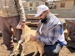 پوشش واکسیناسیون ۷۰۰ هزار رأس دام سبک در قزوین/ مقابله با طاعون نشخوارکنندگان کوچک