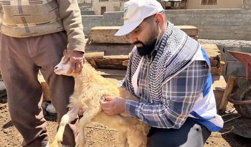 پوشش واکسیناسیون ۷۰۰ هزار رأس دام سبک در قزوین/ مقابله با طاعون نشخوارکنندگان کوچک