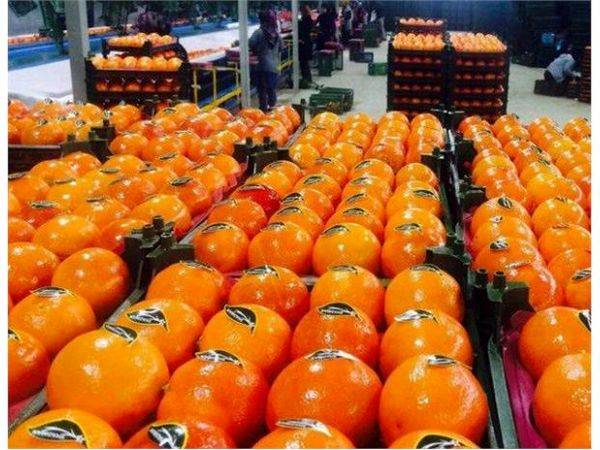 7350 تن پرتقال و کیوی از مازندران صادر شد/ صادرات ادامه دارد