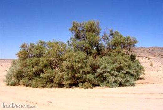 کاشت یک میلیون اصله درخت گز برای مقابله با بیابان‌زایی در فارس