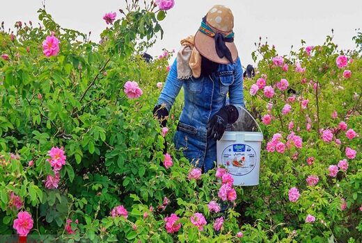 آغاز برداشت گل‌محمدی از مزارع شهرستان بن 