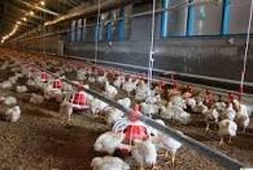 مرغداری‌های غیرمجاز استان مرکزی ساماندهی می‌شوند
