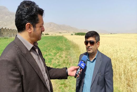 پیش‌بینی برداشت ۸۰ هزار تن گندم در چهارمحال و بختیاری