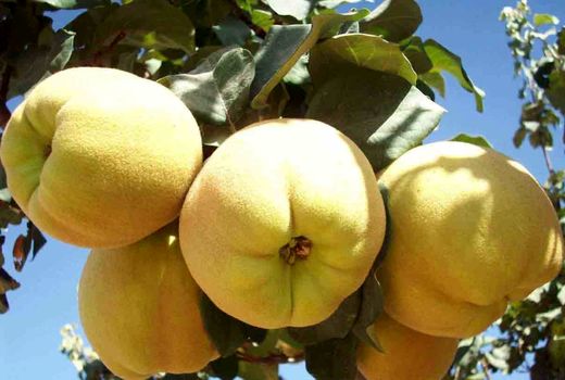 برداشت 900 تن به از باغات شهرستان شهربابک