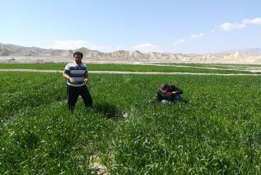 مبارزه با مرحله مادری سن غلات در خراسان شمالی در حال انجام است