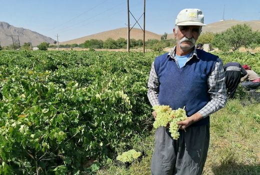 برداشت انگور از تاکستان های چهارمحال و بختیاری