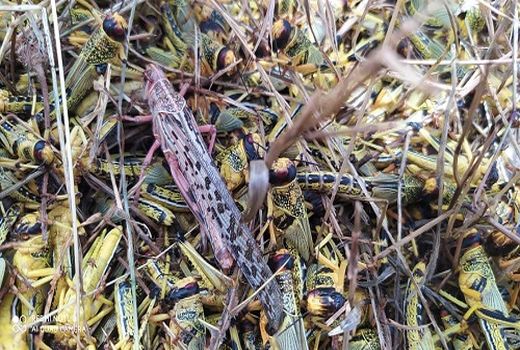 مبارزه با ملخ بومی در کازرون استمرار دارد 