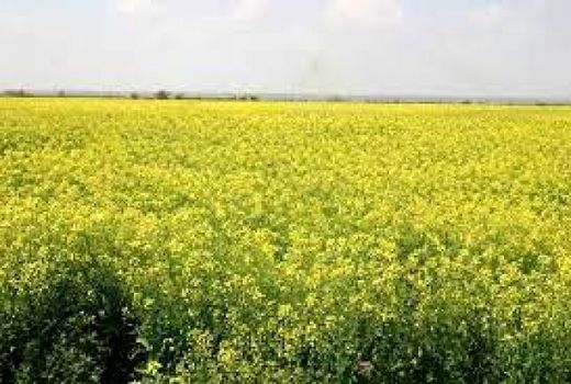 تاکنون ۱۵۰ تُن دانه روغنی کلزا در خراسان شمالی خریداری شد 