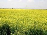 تاکنون ۱۵۰ تُن دانه روغنی کلزا در خراسان شمالی خریداری شد 
