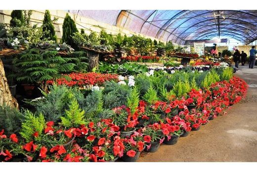 428 هزار گلدان گل از نوشهر به خارج از کشور صادر شد