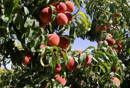 تولید هلو در چهارمحال و بختیاری  ۳۰ درصد کاهش یافت 