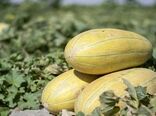 کاهش 50 درصدی مصرف آب در کشت خربزه